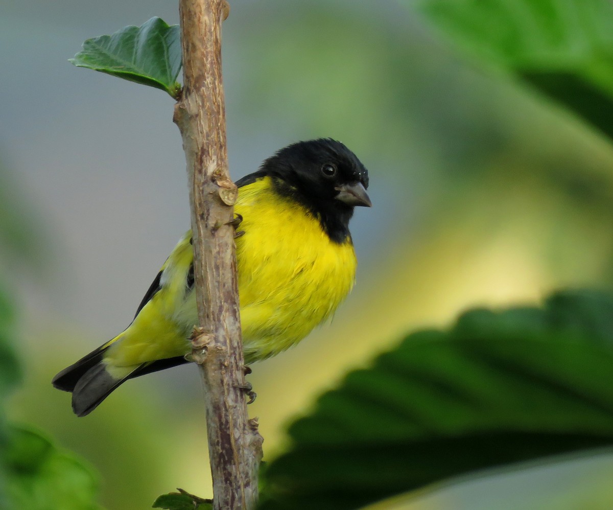 Yellow-bellied Siskin - ML645283762