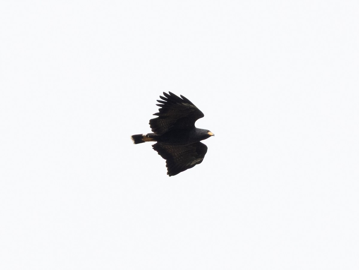 Common Black Hawk - ML645283765