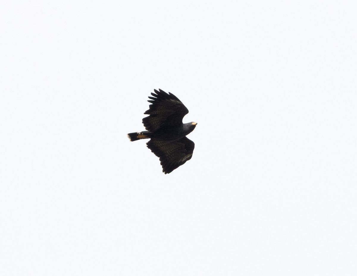 Common Black Hawk - ML645283766