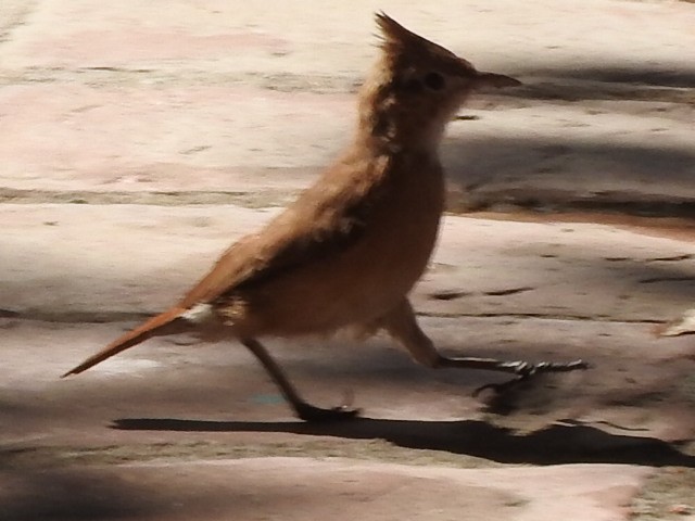 Crested Hornero - ML645283767