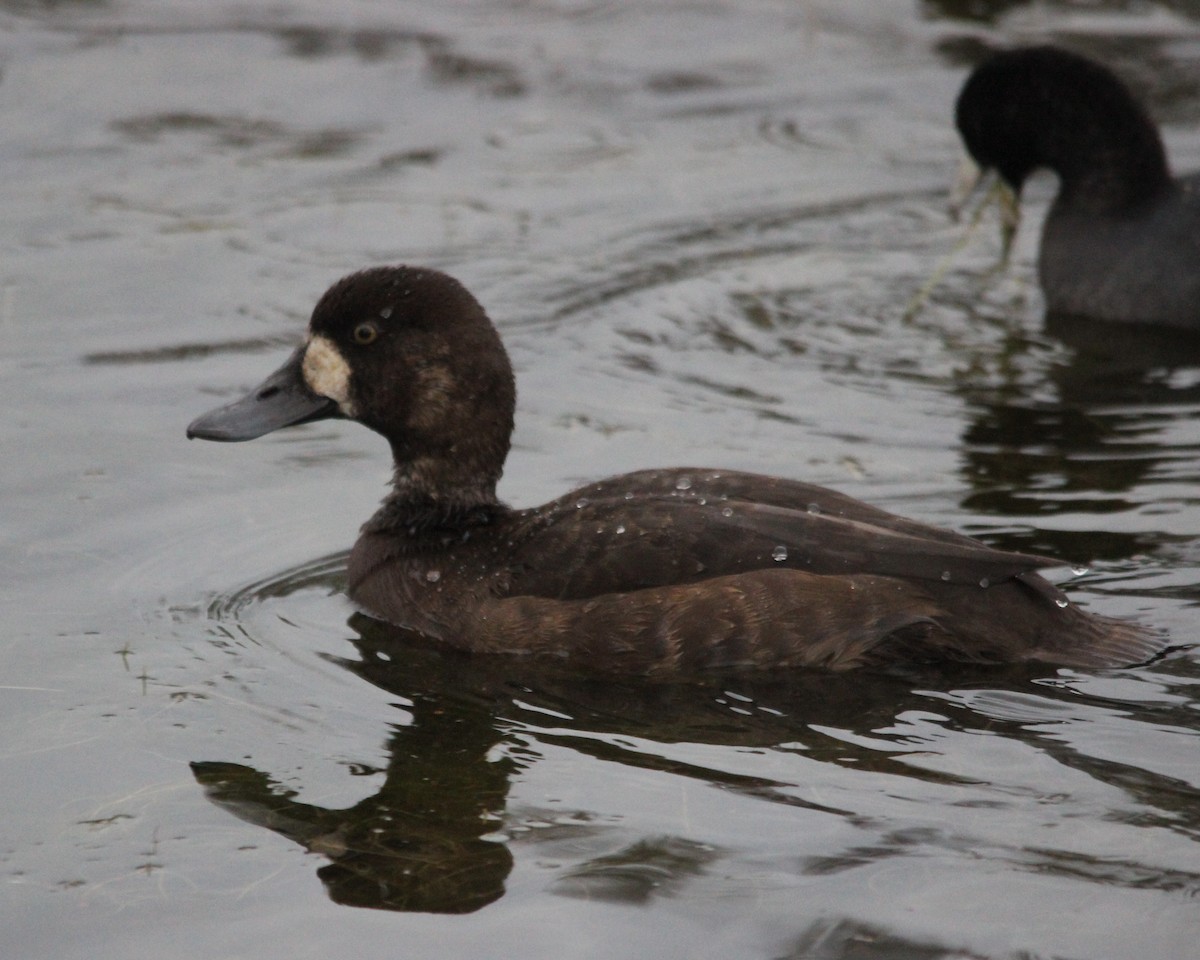 スズガモ - ML645283776