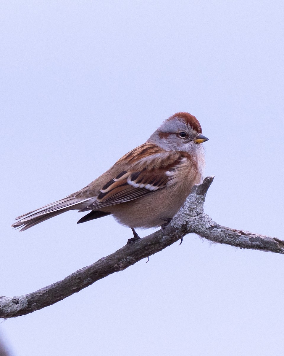 American Tree Sparrow - ML645283780