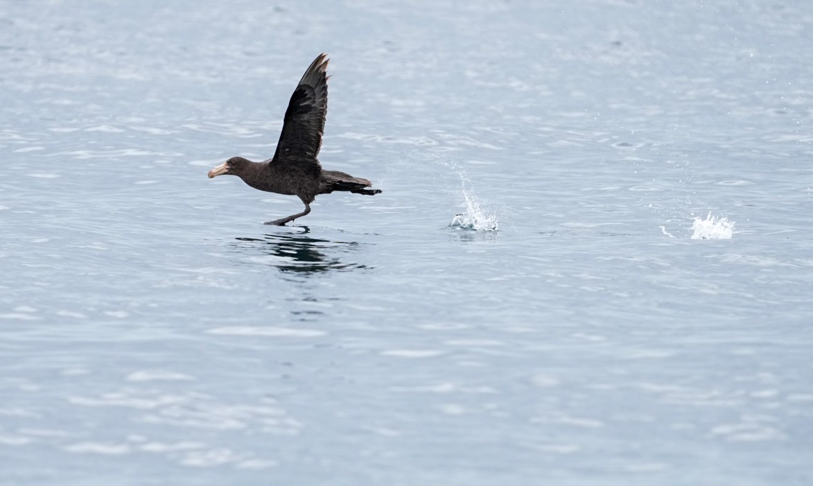 Kuzey Dev Fırtınakuşu - ML645283781