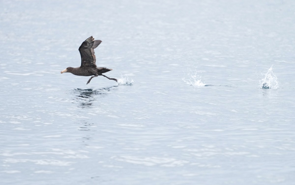 Kuzey Dev Fırtınakuşu - ML645283783