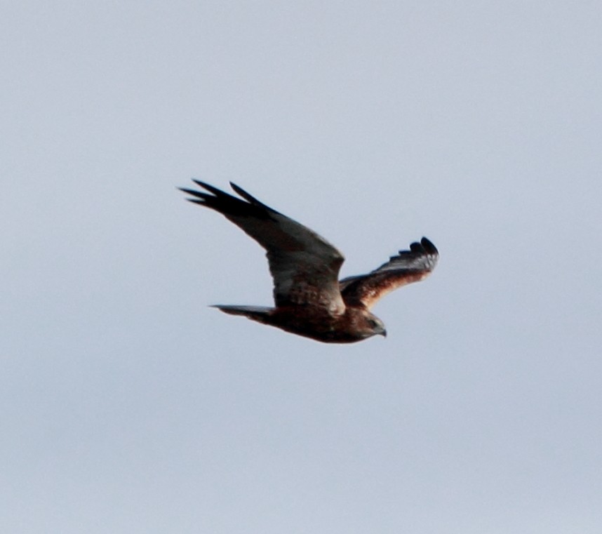 Western Marsh Harrier - ML645283785