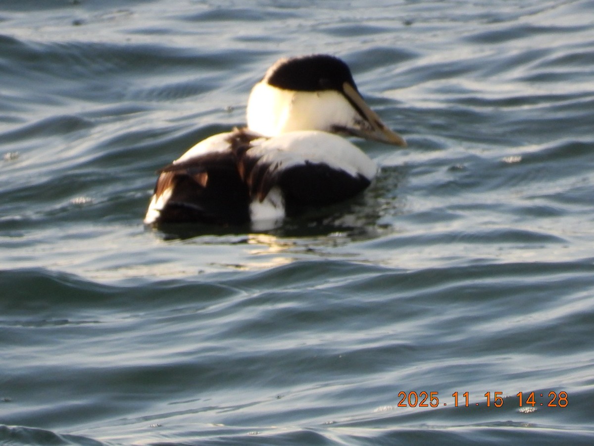 Common Eider - ML645283788