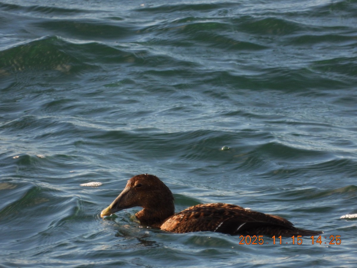 Common Eider - ML645283789