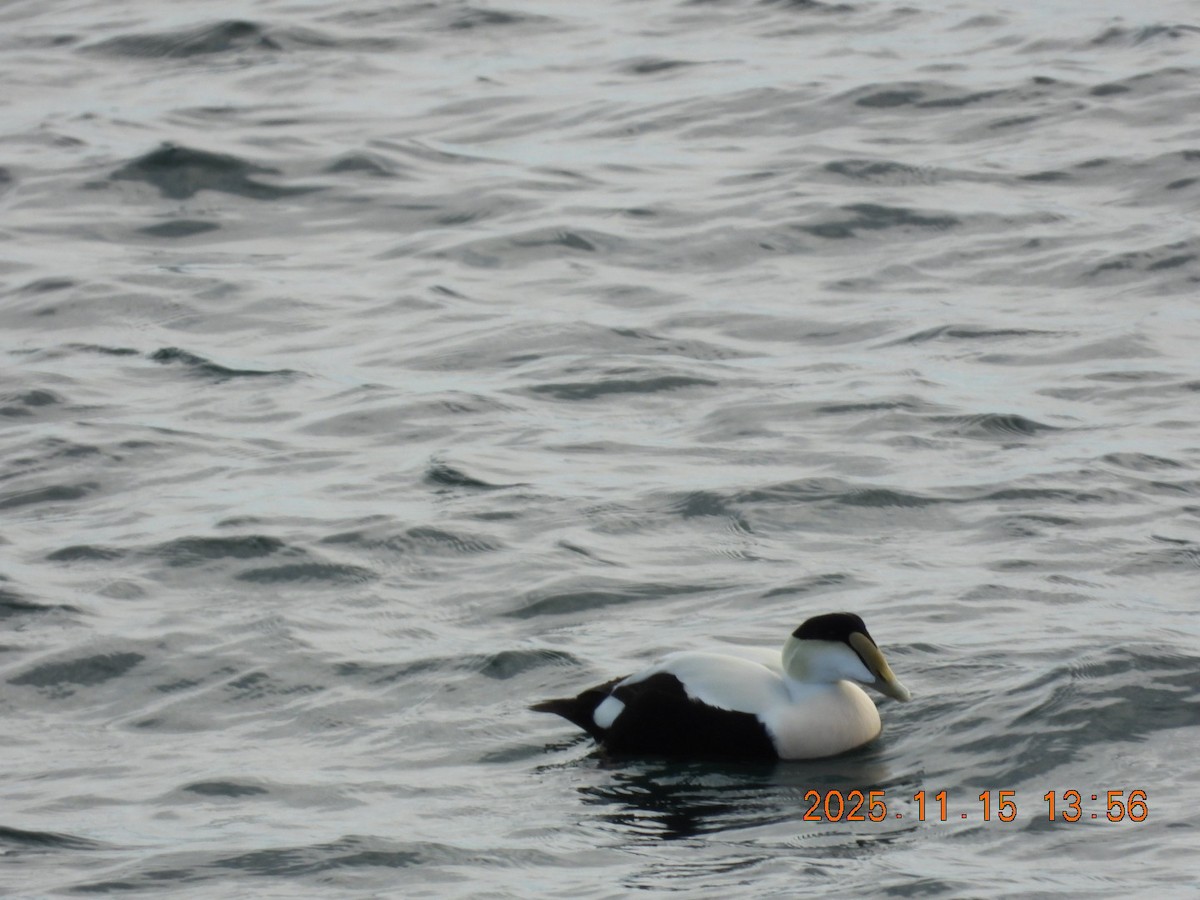 Common Eider - ML645283791