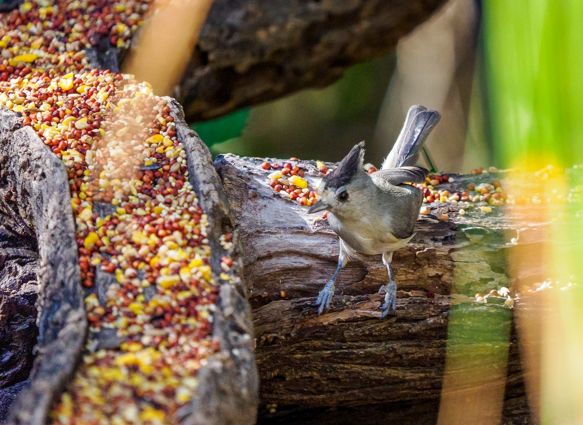 Black-crested Titmouse - ML645283792