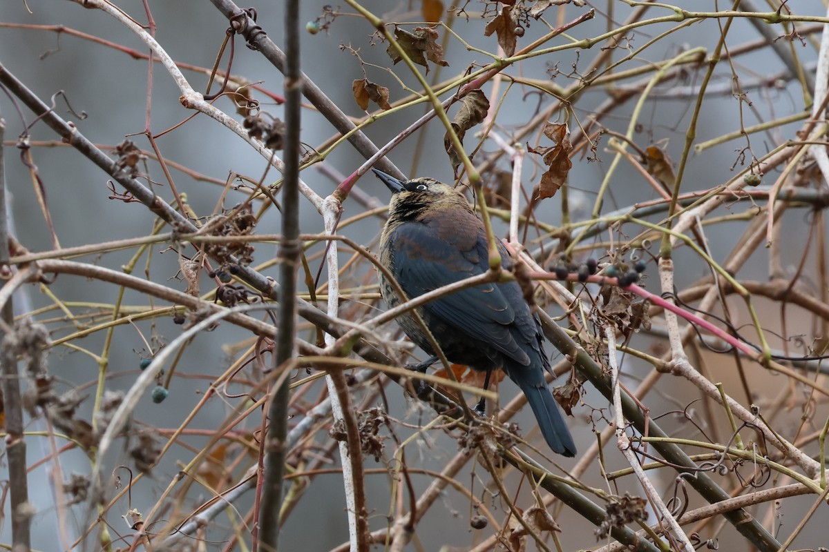 Rusty Blackbird - ML645283793