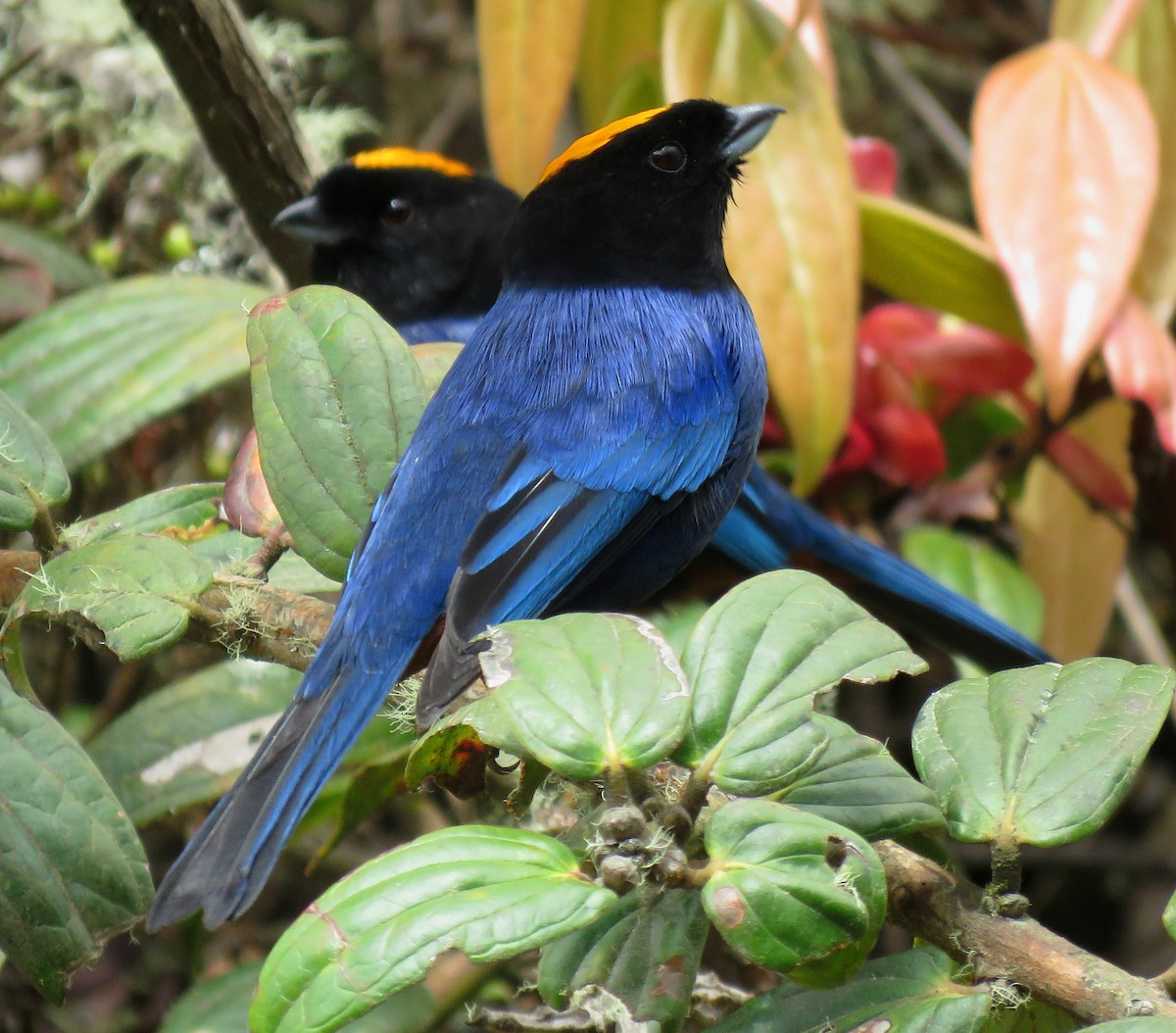 Golden-crowned Tanager - ML645283799