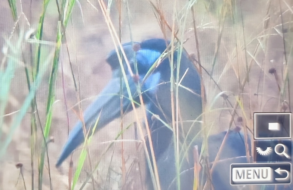 Abyssinian Ground-Hornbill - ML645283800