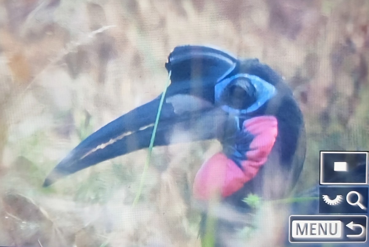 Abyssinian Ground-Hornbill - ML645283802