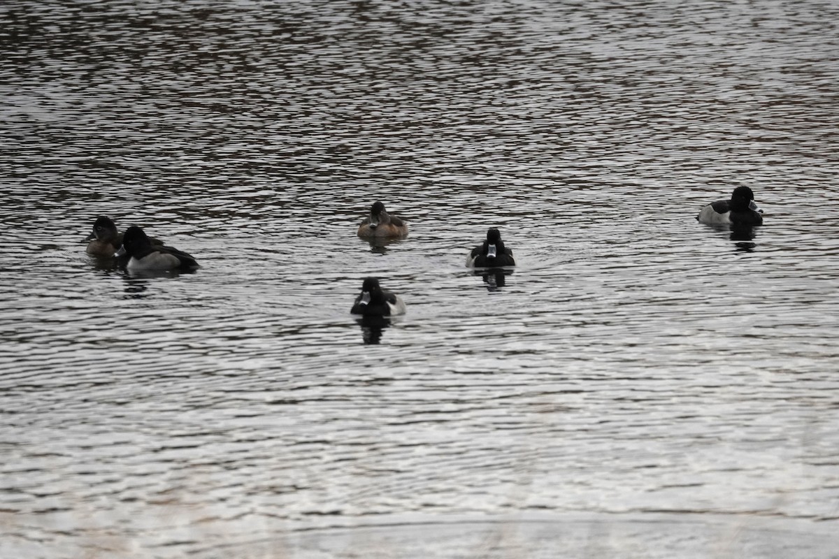 Ring-necked Duck - ML645283803