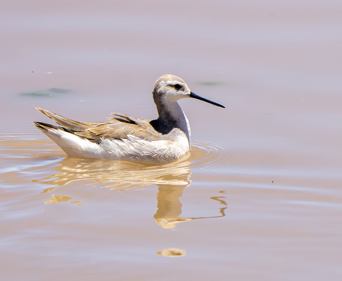 Wilson's Phalarope - ML645283804