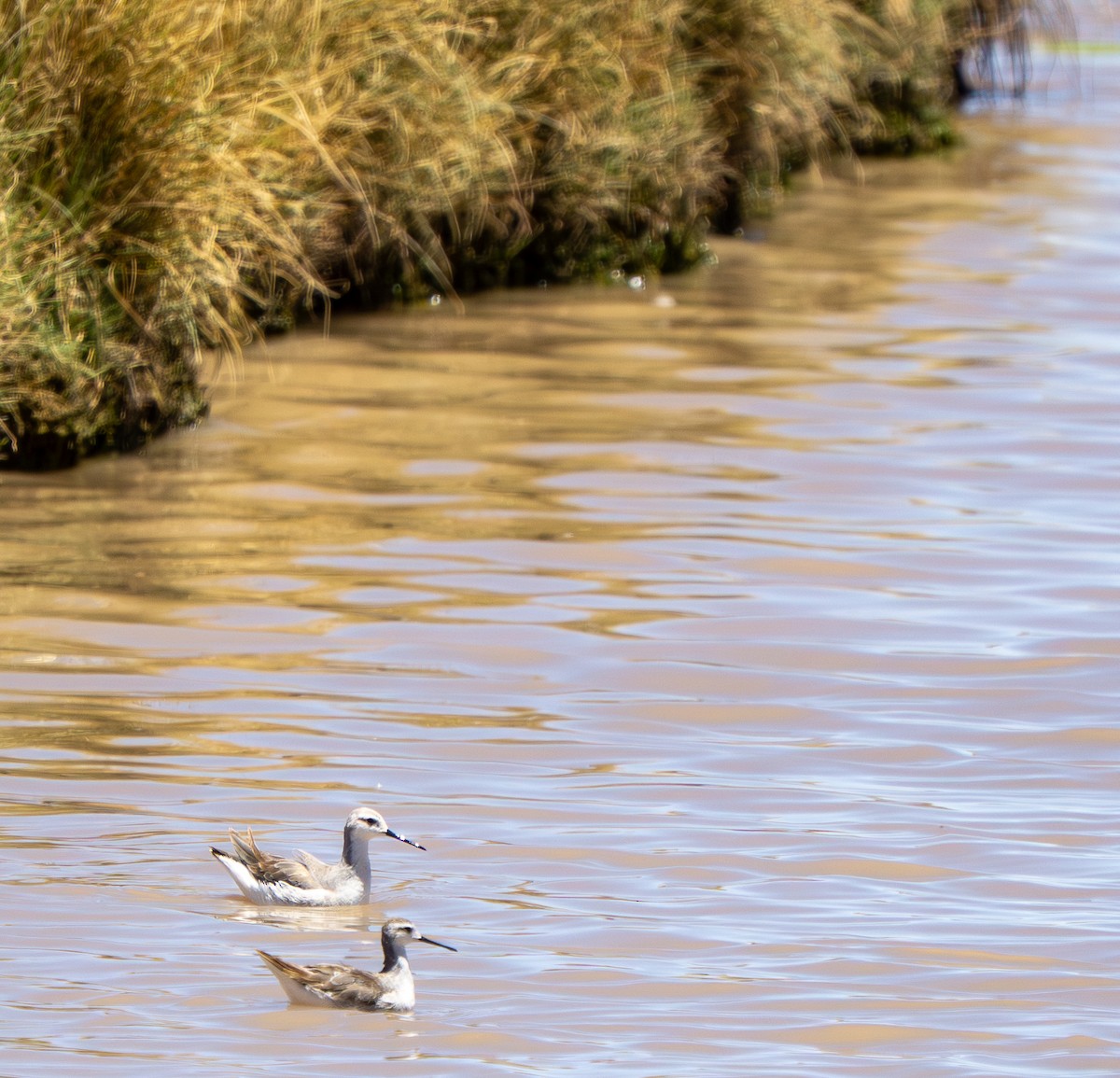 Wilson's Phalarope - ML645283805