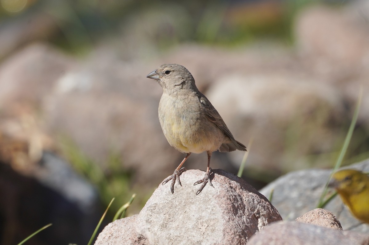 Sicale olivâtre - ML645283806