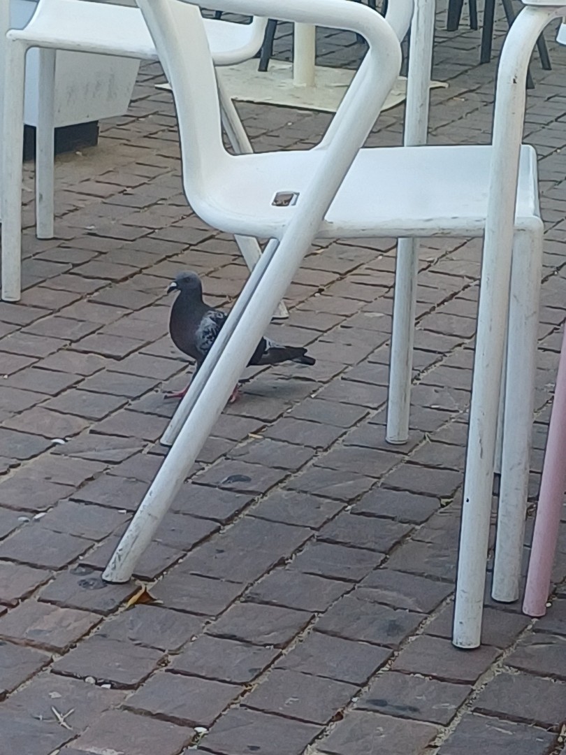 Rock Pigeon (Feral Pigeon) - ML645283807