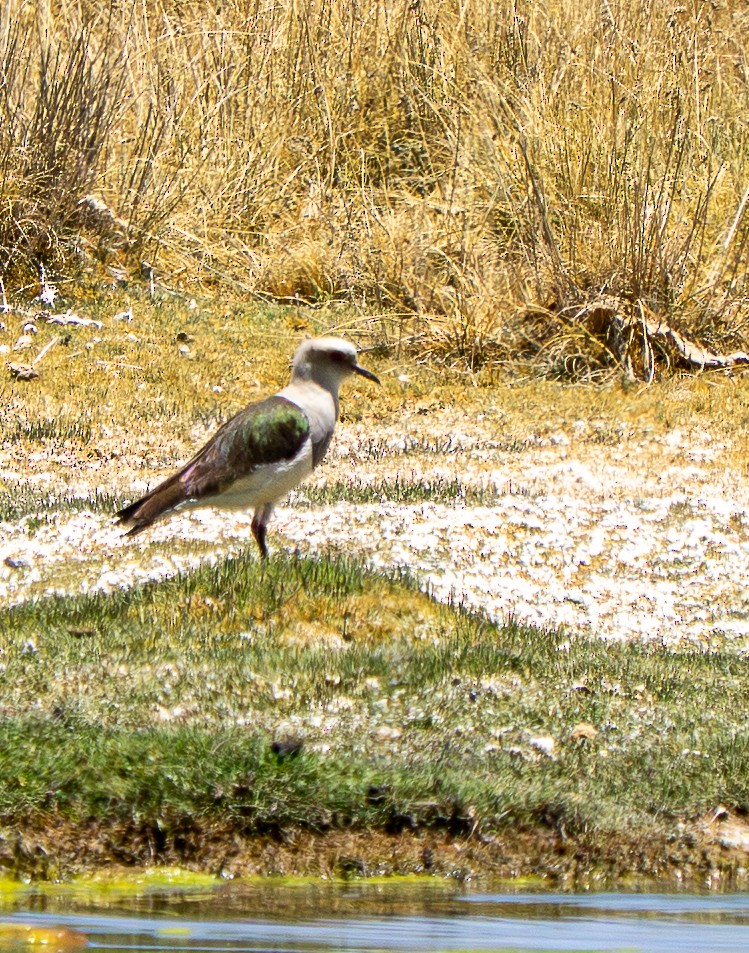 Andean Lapwing - ML645283808