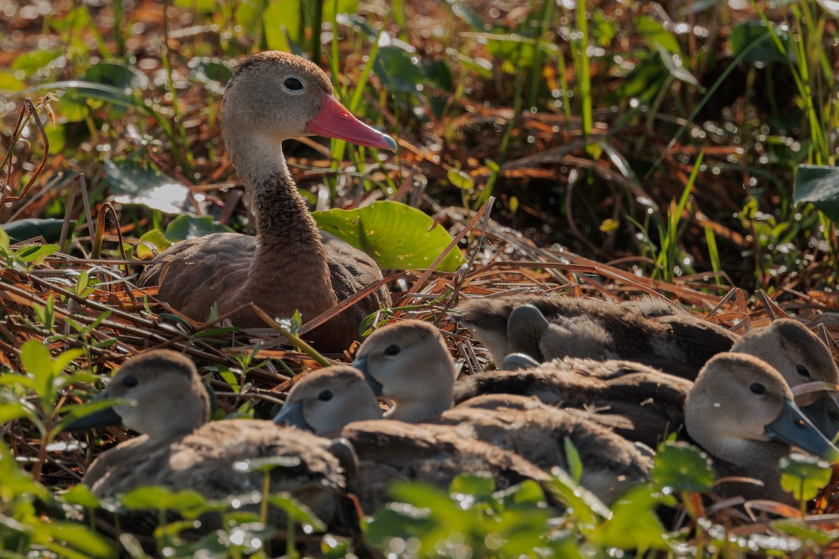 Black-bellied Whistling-Duck - ML645283813