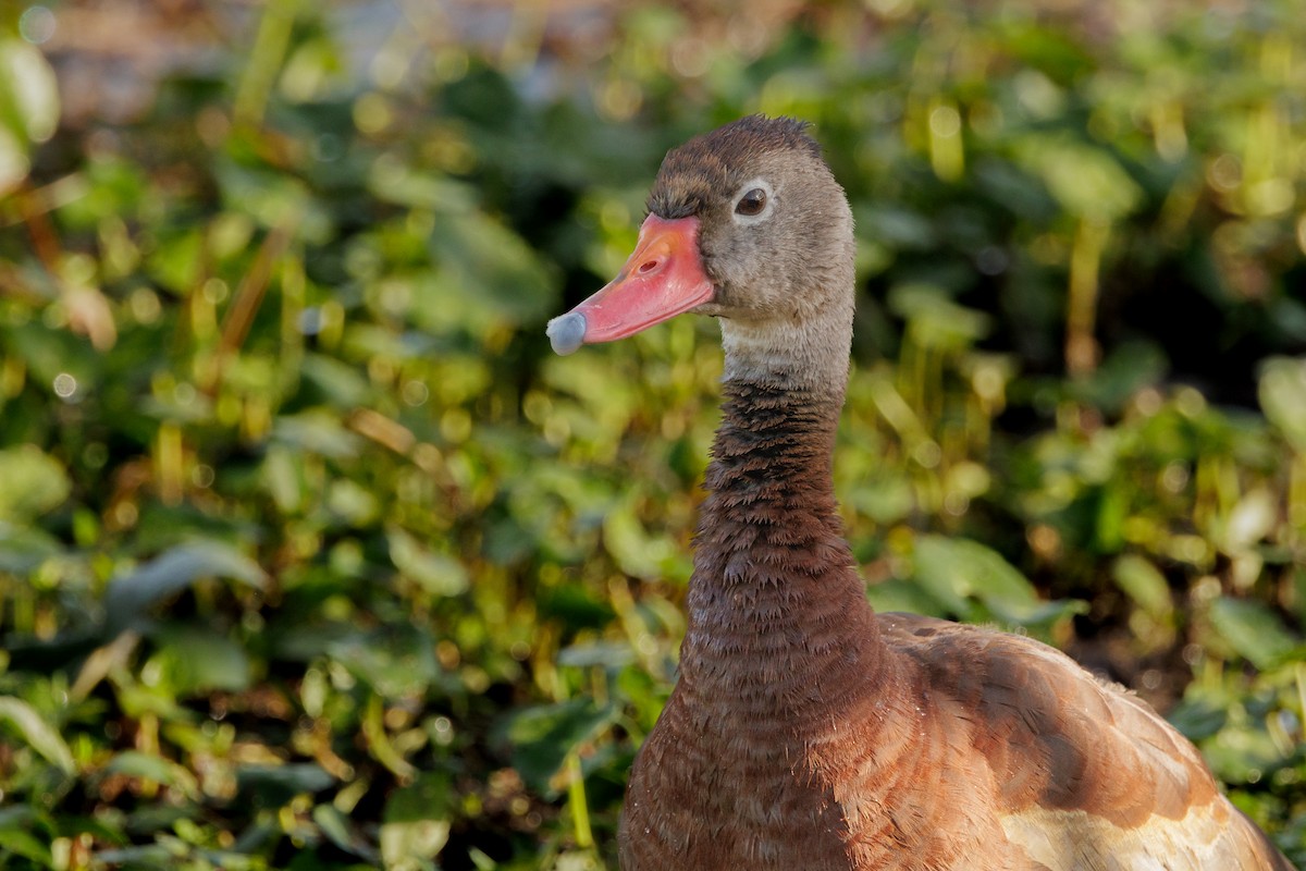 Black-bellied Whistling-Duck - ML645283814