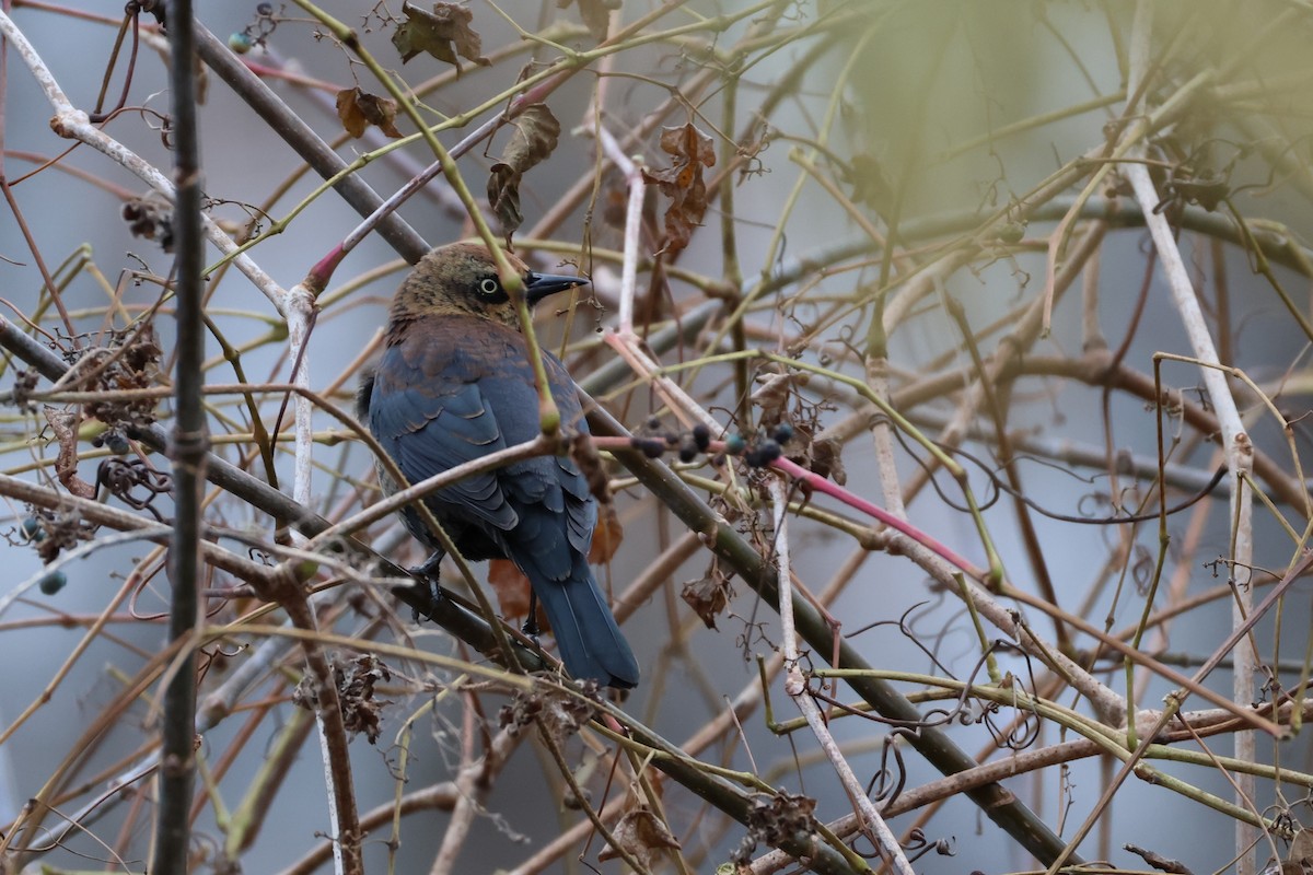 Rusty Blackbird - ML645283815