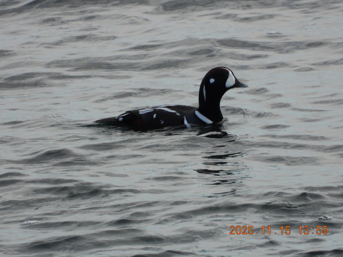 Harlequin Duck - ML645283817