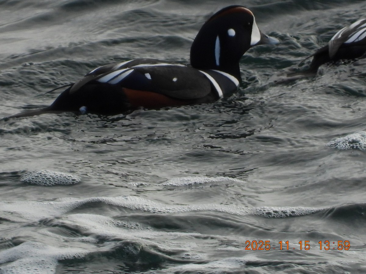 Harlequin Duck - ML645283818