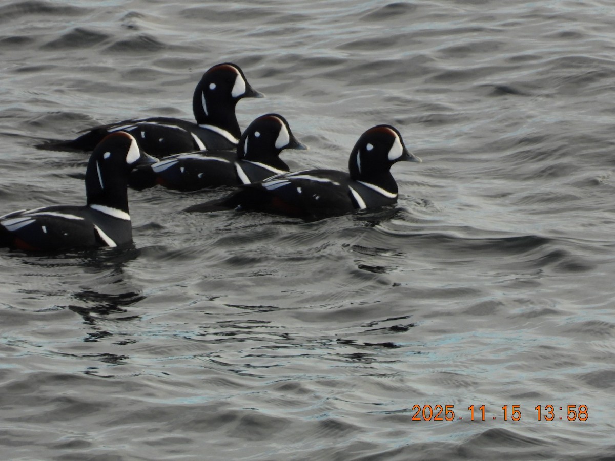 Harlequin Duck - ML645283819