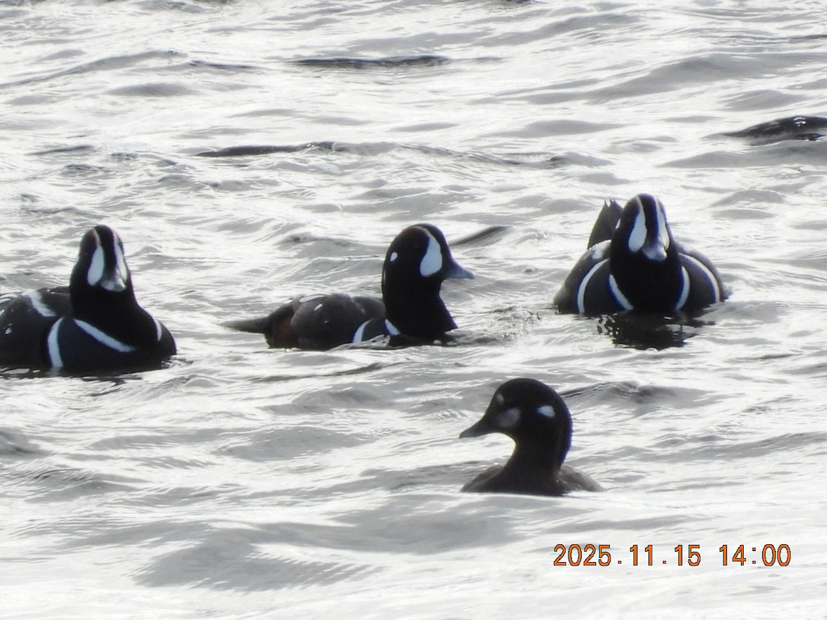 Harlequin Duck - ML645283820