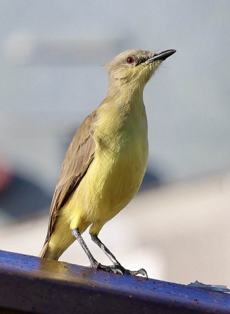 Cattle Tyrant - ML645283842