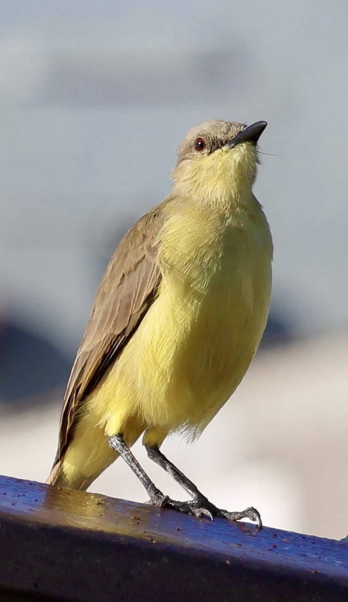 Cattle Tyrant - ML645283843