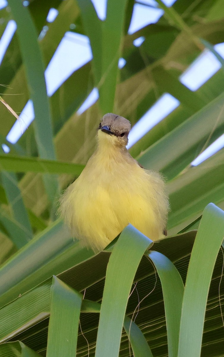 Cattle Tyrant - ML645283844