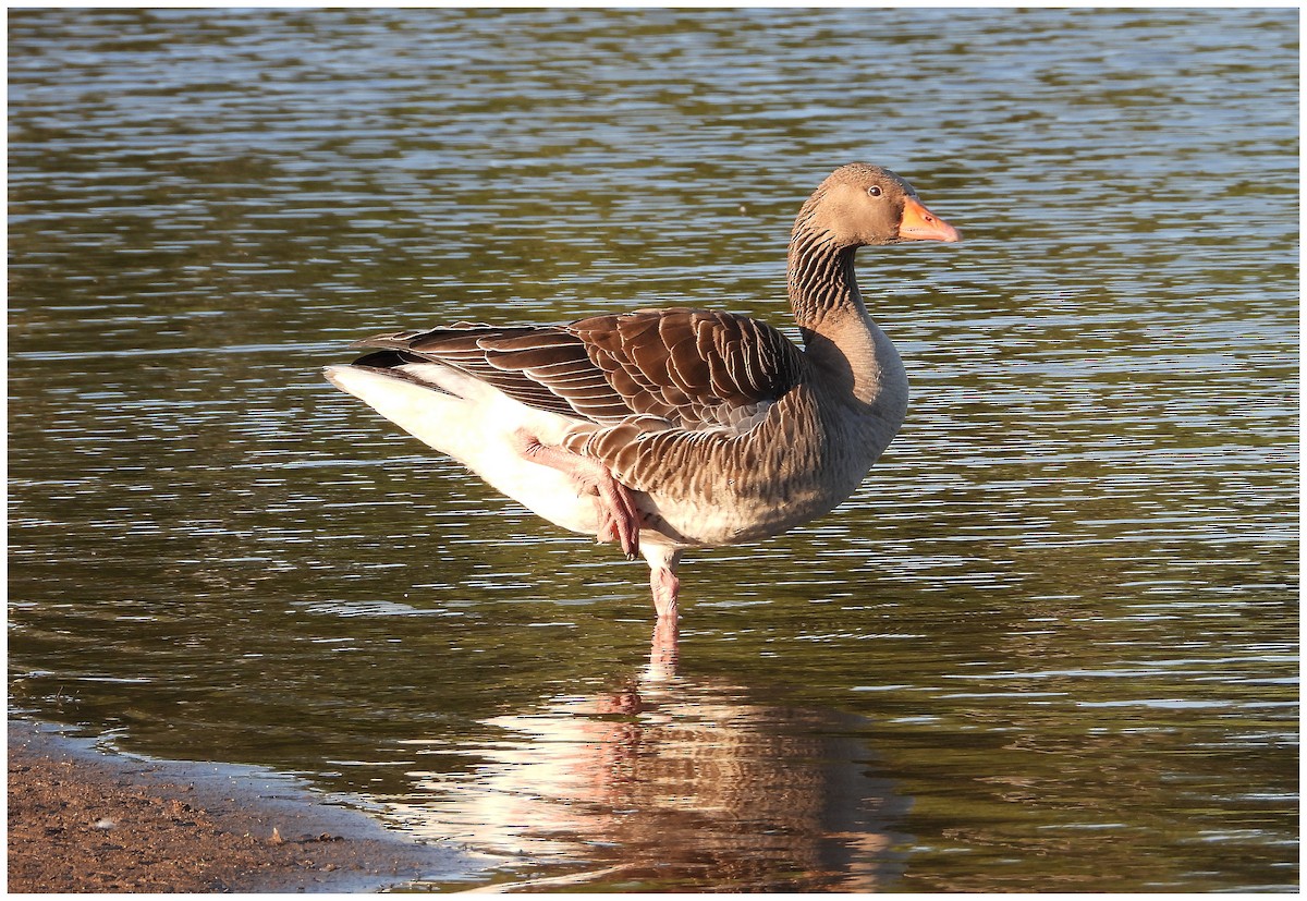 Graylag Goose (European) - ML645283853