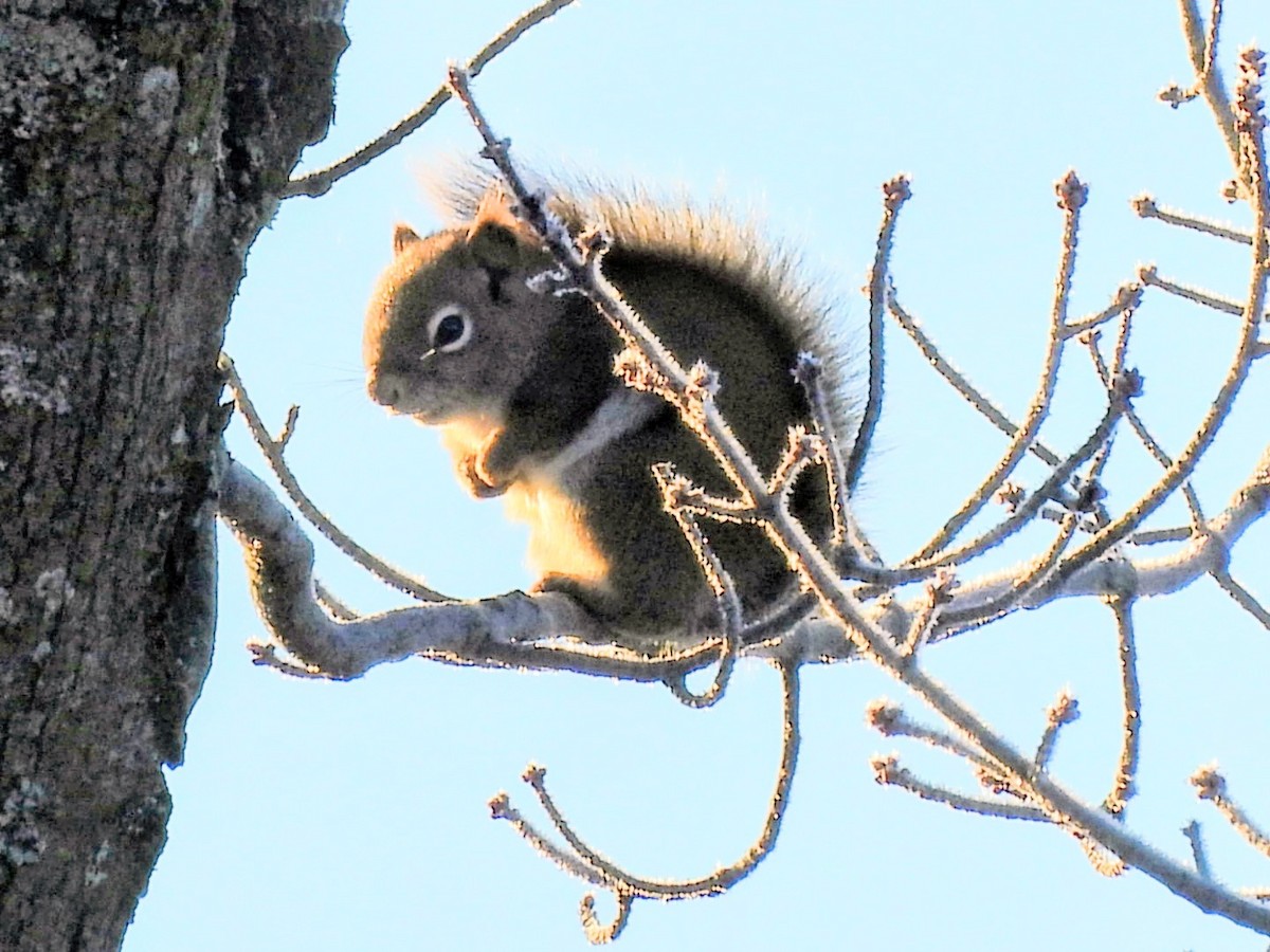 動物界 - ML645283871