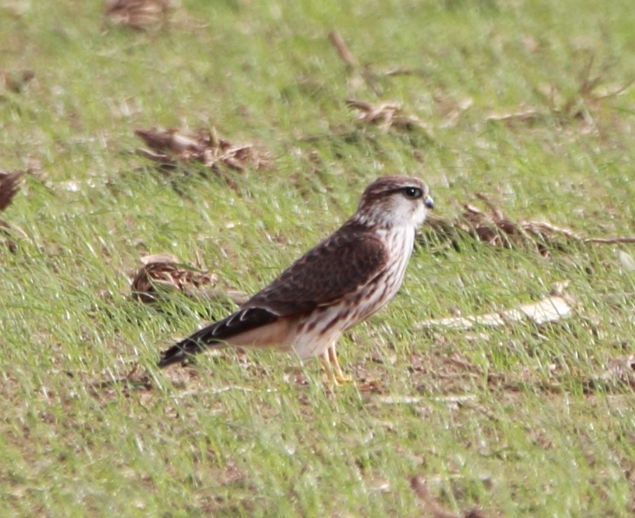 Merlin - ML645283876