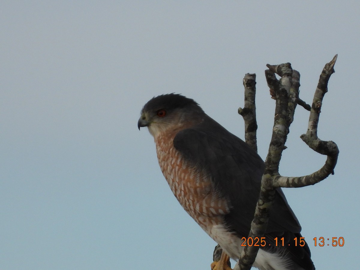 Cooper's Hawk - ML645283898