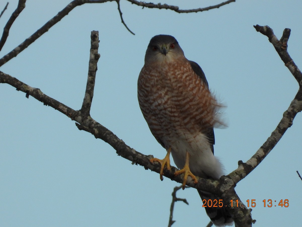 Cooper's Hawk - ML645283900