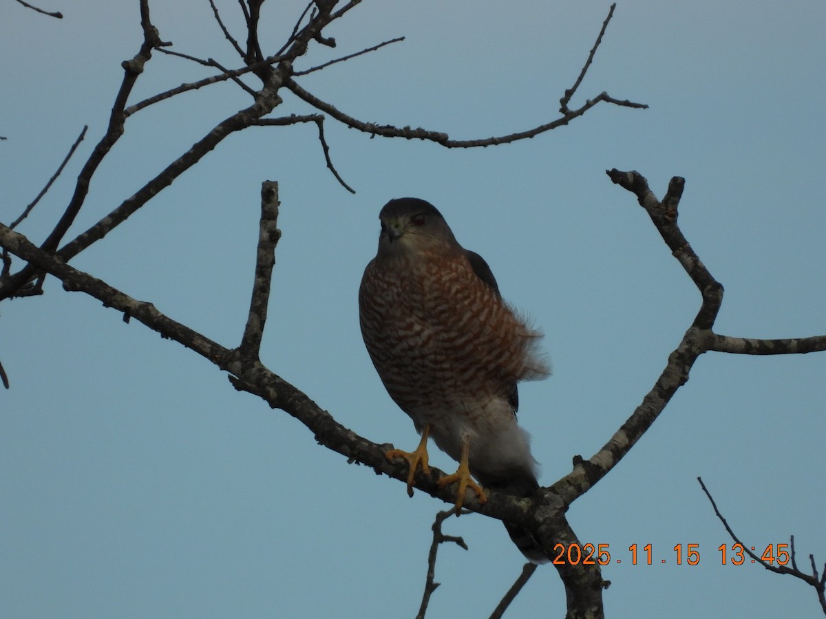 Cooper's Hawk - ML645283901