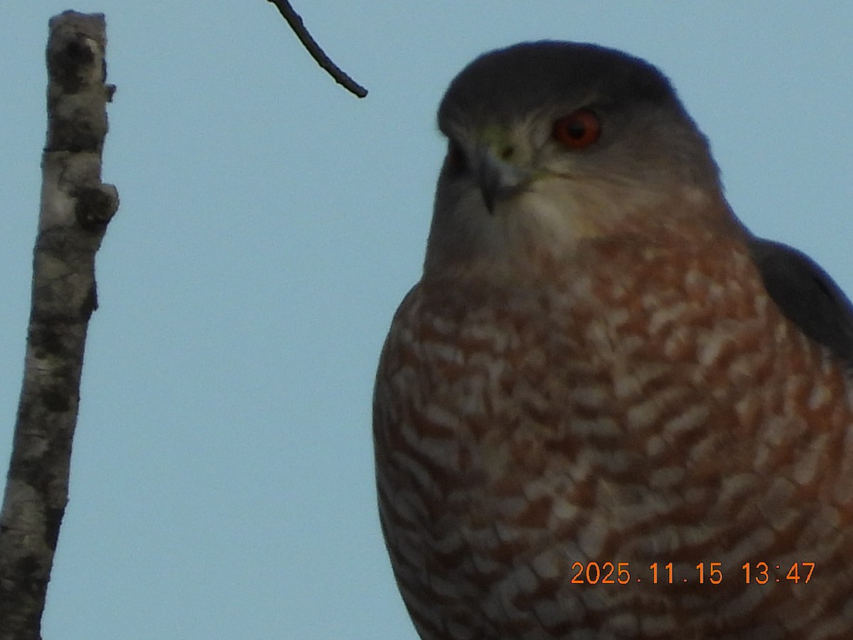 Cooper's Hawk - ML645283902