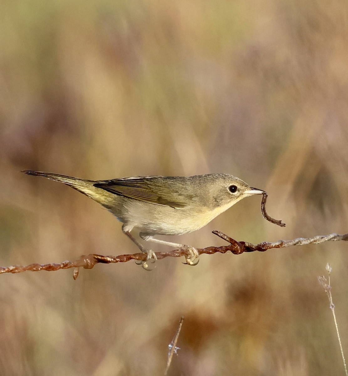 Common Yellowthroat - ML645283911