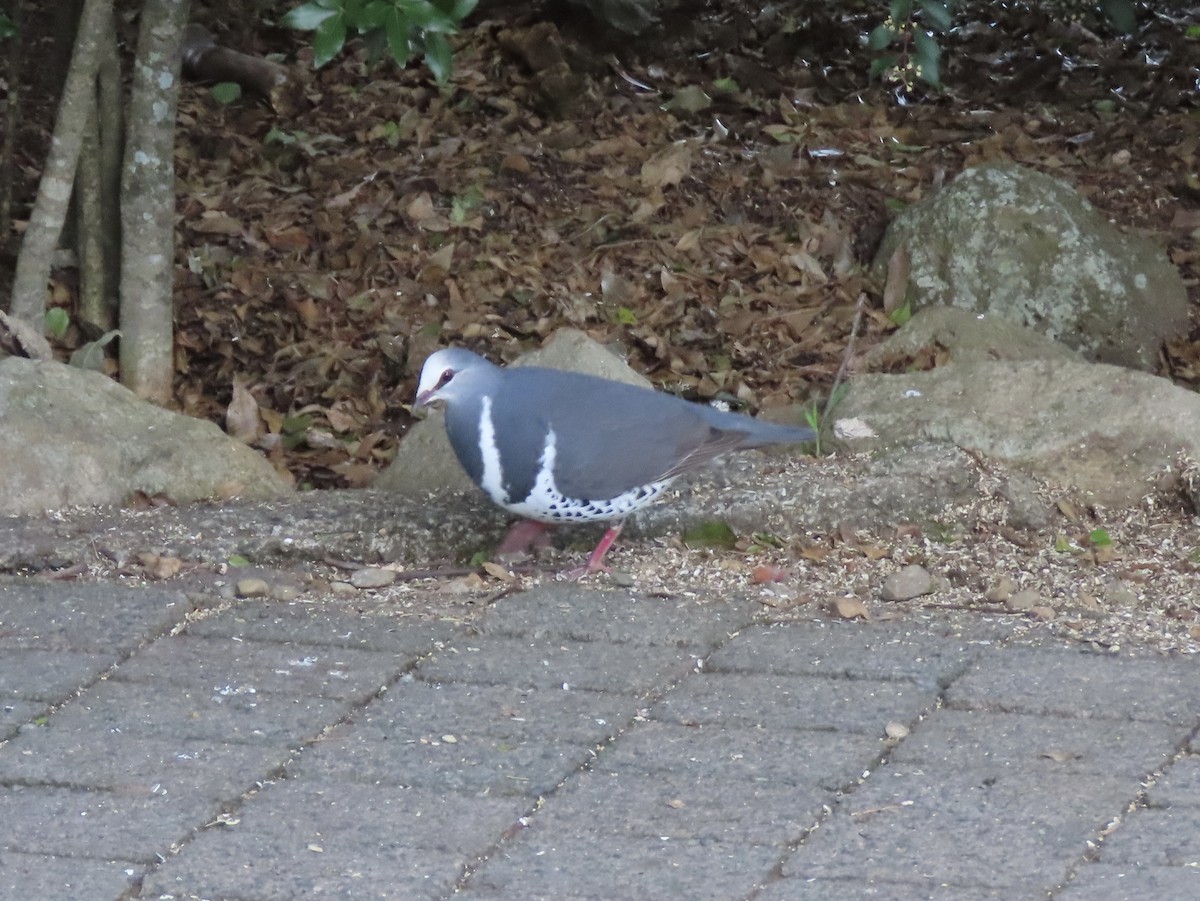 Wongataube - ML645283913