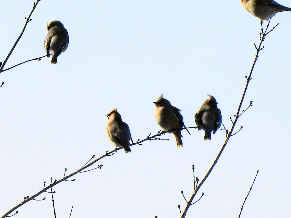 黃連雀 - ML645283920