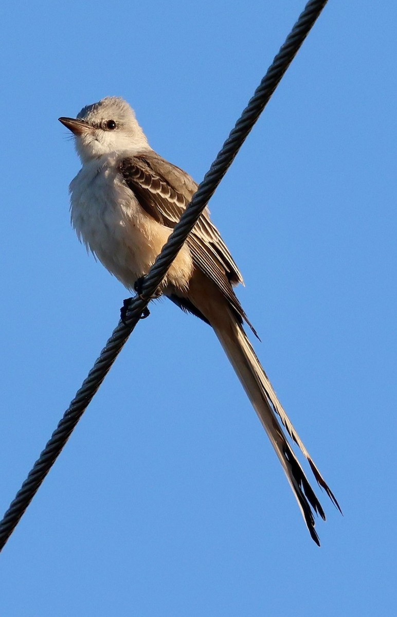 Scissor-tailed Flycatcher - ML645283923