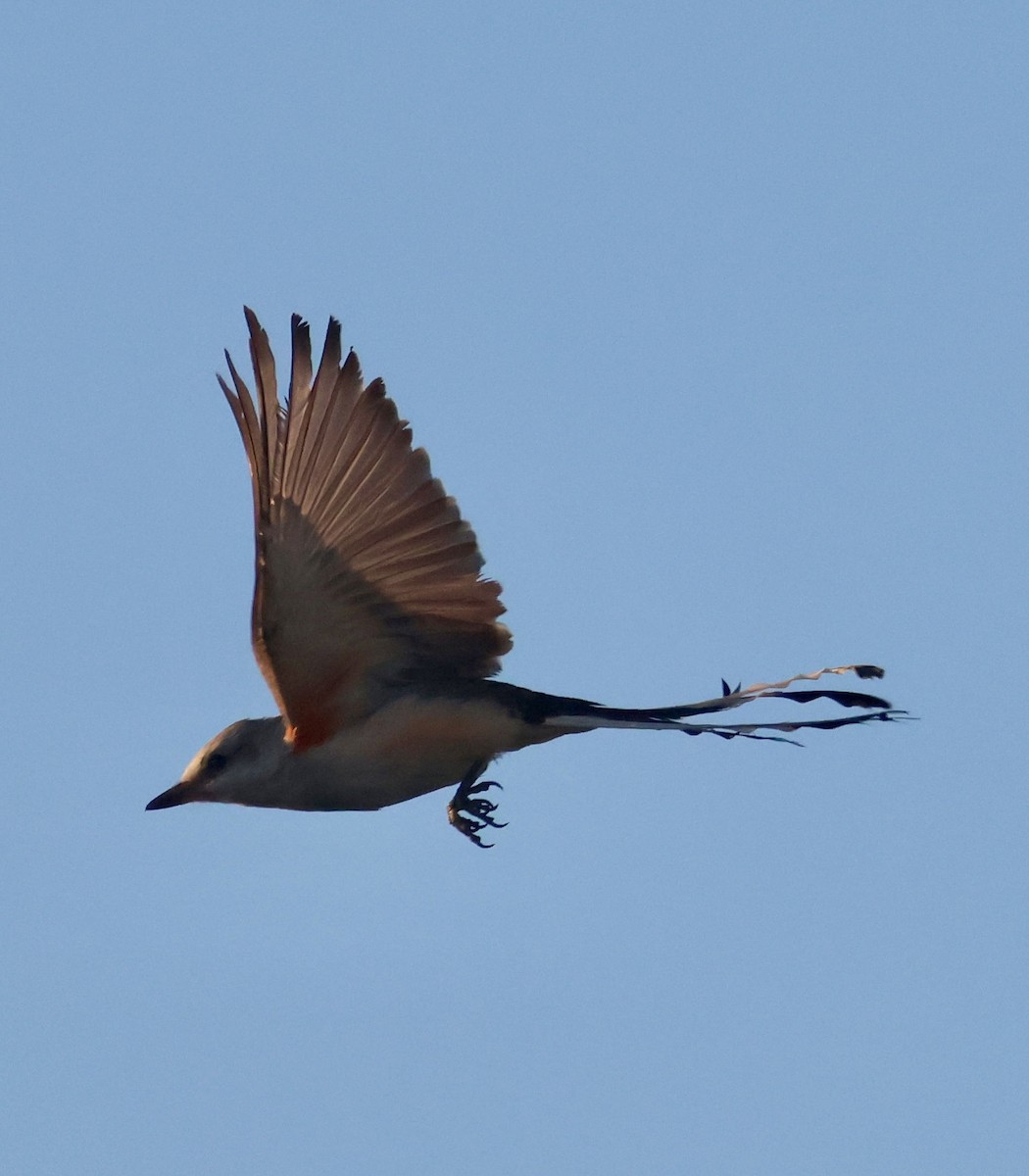 Scissor-tailed Flycatcher - ML645283924