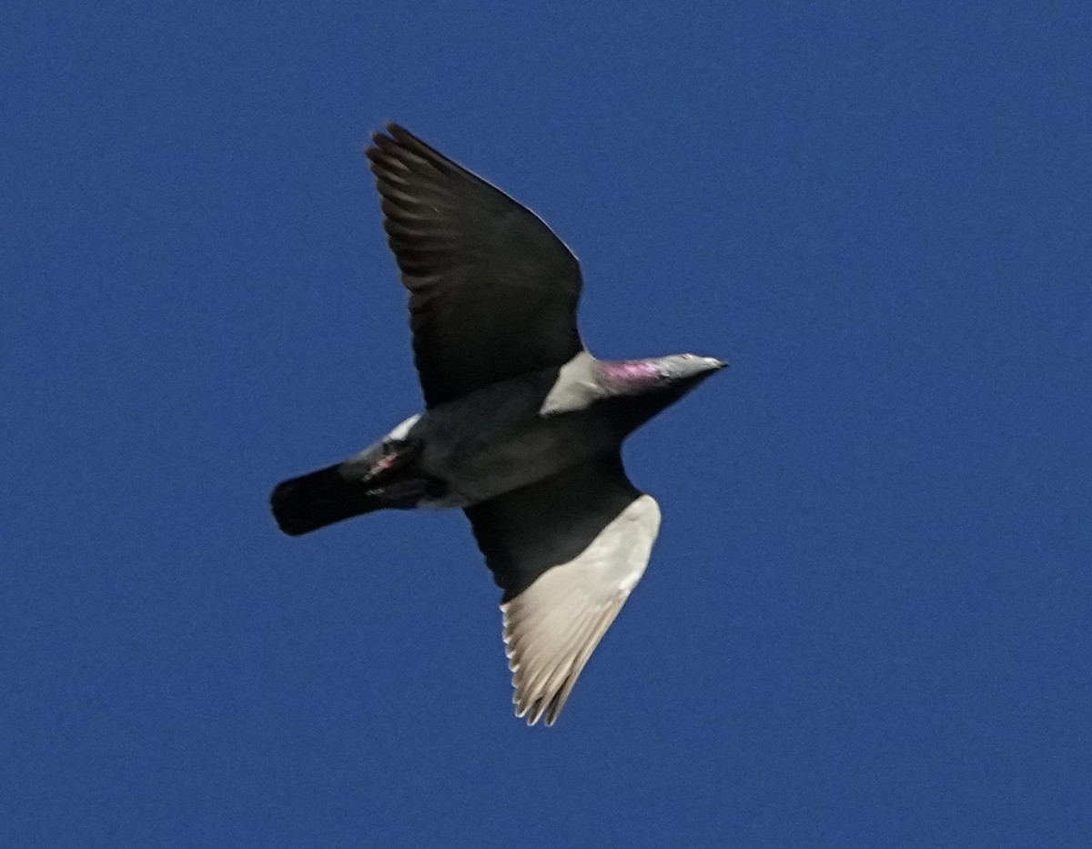 Rock Pigeon (Feral Pigeon) - ML645283926