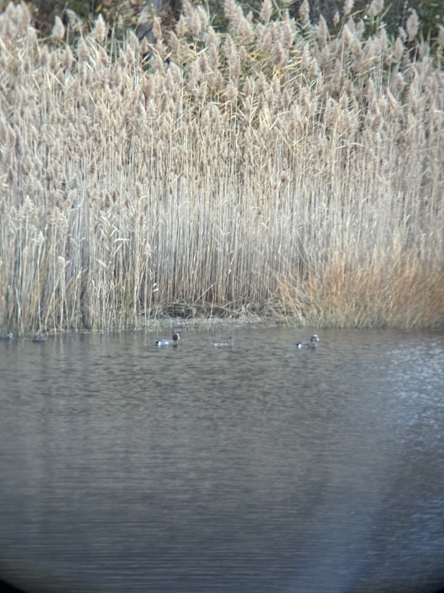Eurasian Wigeon - ML645283927
