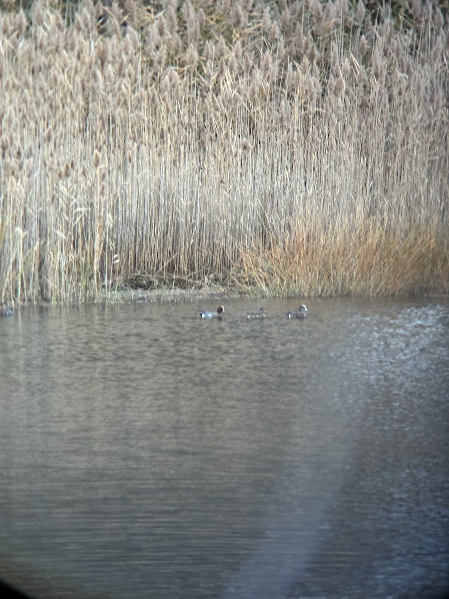 Eurasian Wigeon - ML645283928