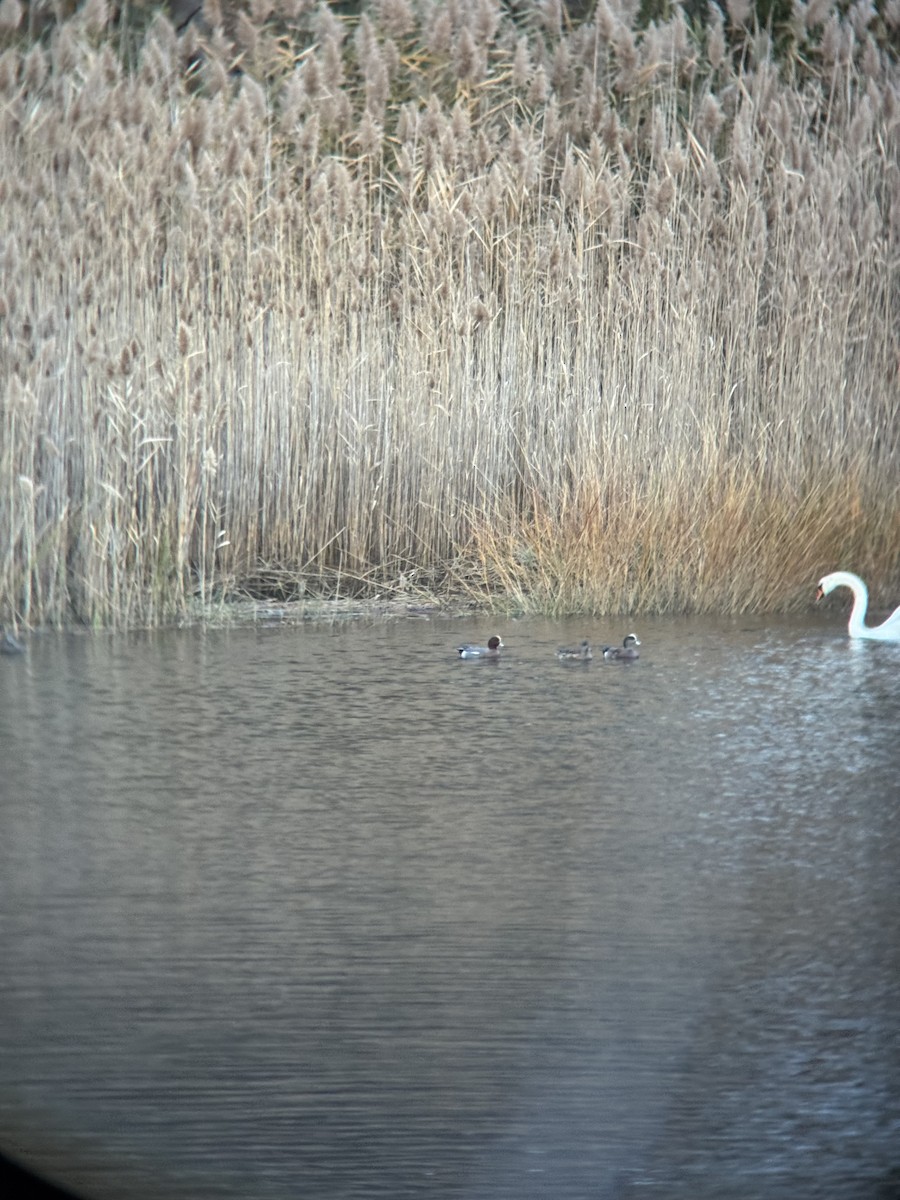 Eurasian Wigeon - ML645283929