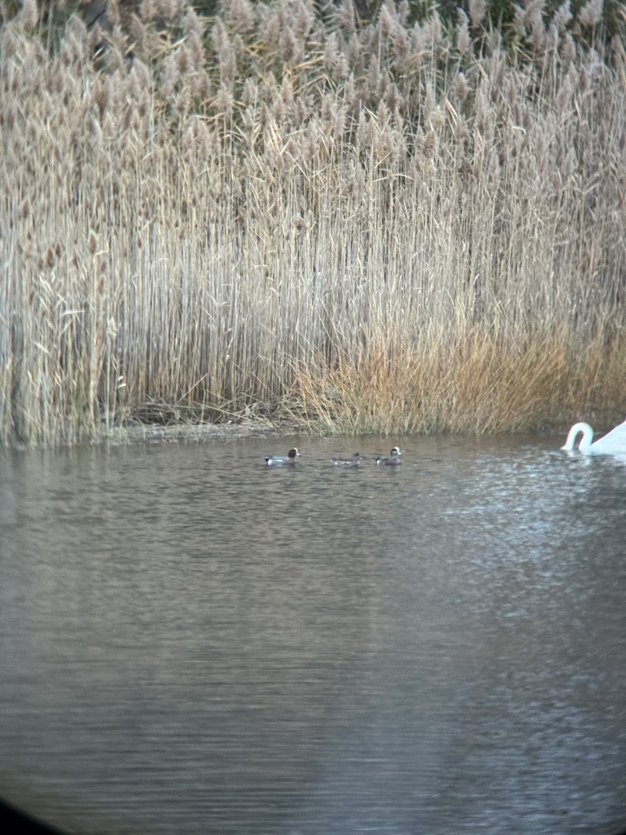 Eurasian Wigeon - ML645283930